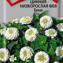 Цинния низкорослая Фея Белая
