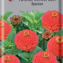 Цинния низкорослая Фея Красная