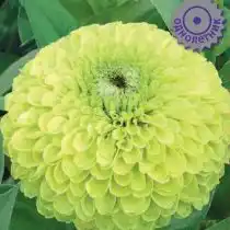 Цинния Гиганты Бенари Лайм