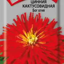 Цинния кактусовидная Бог огня