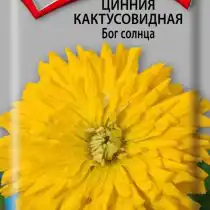 Цинния кактусовидная Бог солнца