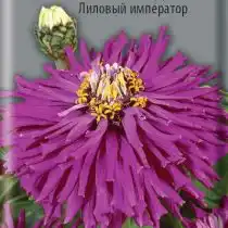Цинния кактусовидная Лиловый император