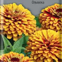 Цинния Мексика Ольмека