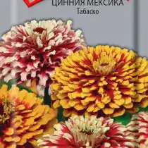 Цинния Мексика Табаско