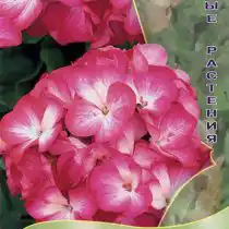 Пеларгония зональная Люстра «Биколор»