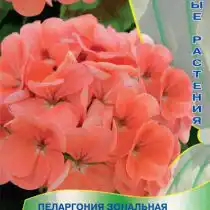 Пеларгония зональная Люстра «Салмон»