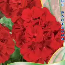Пеларгония зональная Люстра «Скарлет»