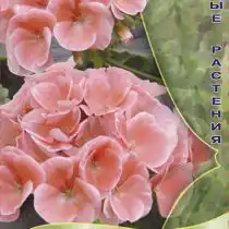 Пеларгония зональная Шоколадница Лососевая