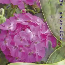 Пеларгония зональная Шоколадница Розовая