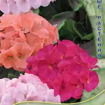 Пеларгония зональная Шоколадница Смесь окрасок