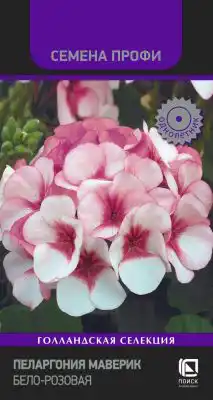 Пеларгония Маверик Бело-розовая