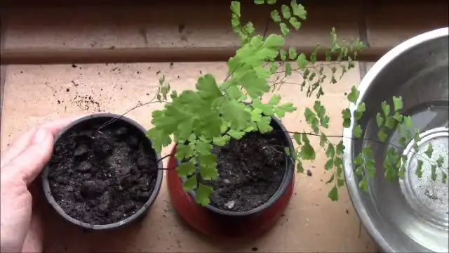 Пересаживая венерин волос, всегда следуйте базовым правилам © frutisad