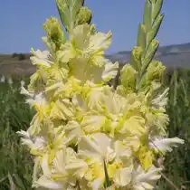 Гладиолус «Абхазия»