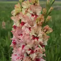 Гладиолус «Бессмертный пони»