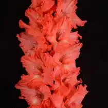 Гладиолус «Богатырский конь»