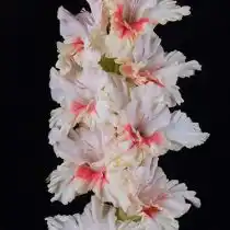 Гладиолус «Доктор Айболит»