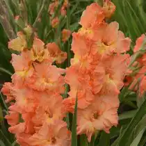 Гладиолус «Ирина Слуцкая»