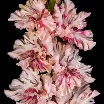 Гладиолус «Тот самый Мюнхгаузен»