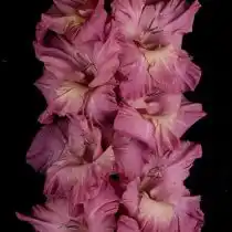 Гладиолус «Византиец»