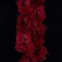 Гладиолус «Знахарь»