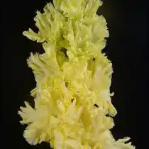 Гладиолус «Золотник»