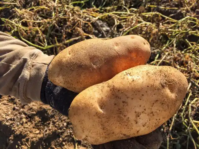 Як поліплоїди рятують садівників