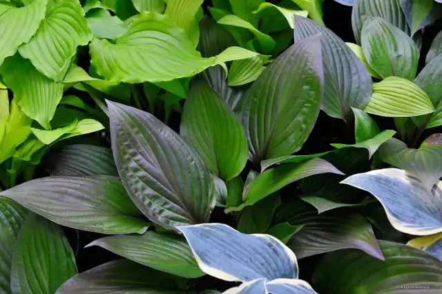 Хоста «Фирст Блаш» (Hosta 'First Blush')