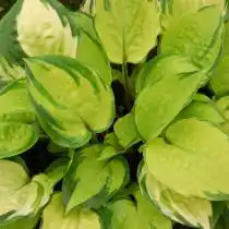 Хоста «Парадайс Айленд» (Hosta 'Paradise Island')