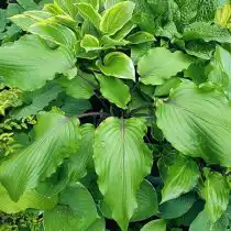 Хоста «Валлейс Ред Скорпион» (Hosta 'Valley’s Red Scorpion')