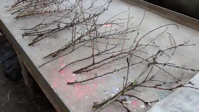 Как правильно срезать ветки для выгонки? © Gloria