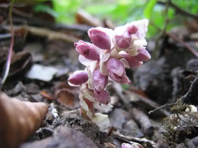 Петров крест чешуйчатый