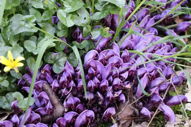 Петров крест в декоративном садоводстве