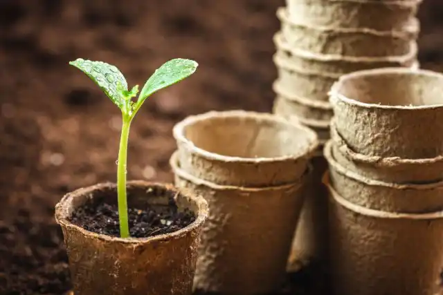 Торфяные таблетки для рассады