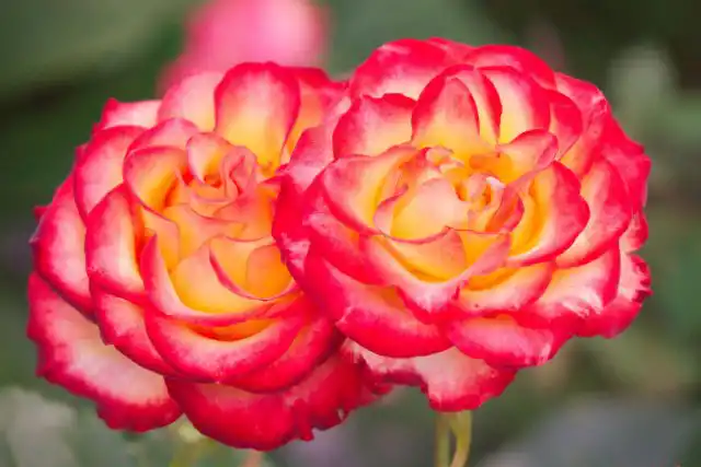 Какие розы лучше всего подходят для срезки?