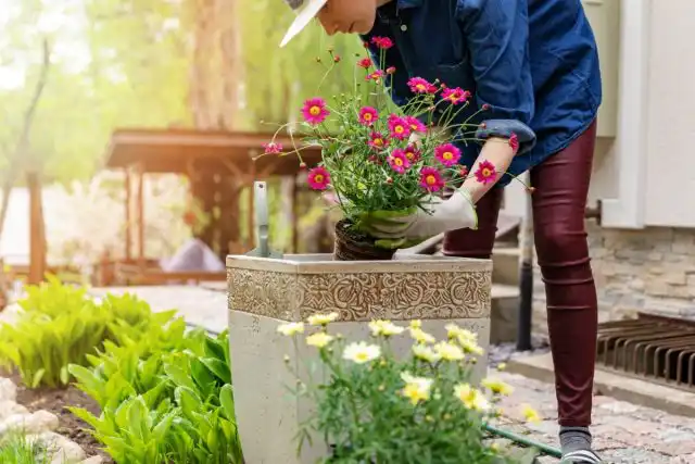 Какие растения лучше всего подойдут для контейнерного сада? Практически любые!