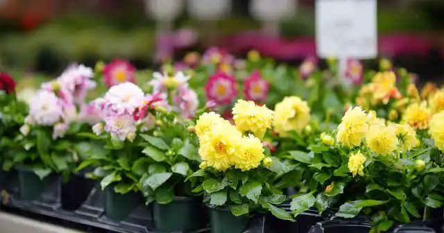 Высадку рассады георгинов на постоянное место можно проводить только тогда, когда минует угроза заморозков