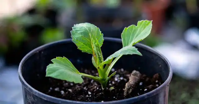 Био-стимулятор роста Bona Forte