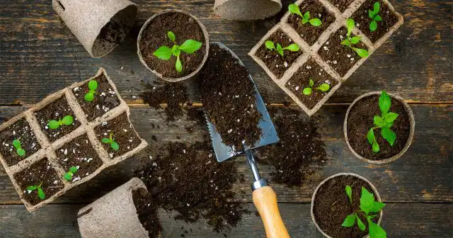 Как только у растений сформируются 2-3 настоящих листа, георгины нужно распикировать по отдельным горшкам. Для этого понадобятся новые ёмкости объёмом 250-300 мл