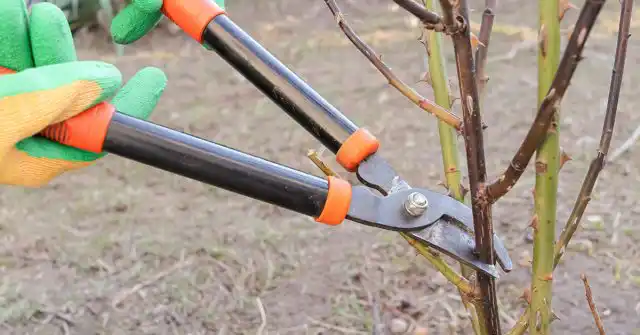 Если розы подмёрзли или подопрели, не нужно долго думать, что делать. Только грамотная обрезка с последующими реанимационными мероприятиями.