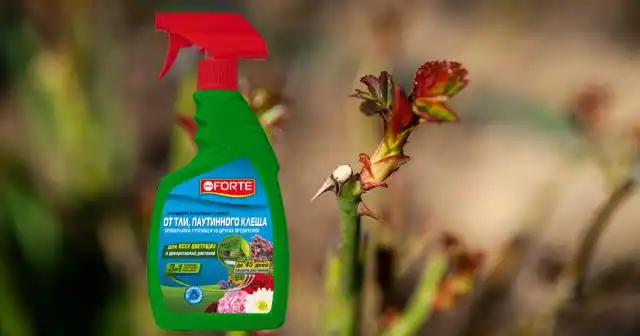 От вредителей в стадии «зелёный конус» эффективно работает спрей Bona Forte.