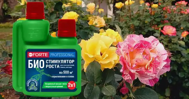 Чтобы вывести кусты из «задумчивого» состояния, можно поторопить их с помощью био-стимулятора Bona Forte.