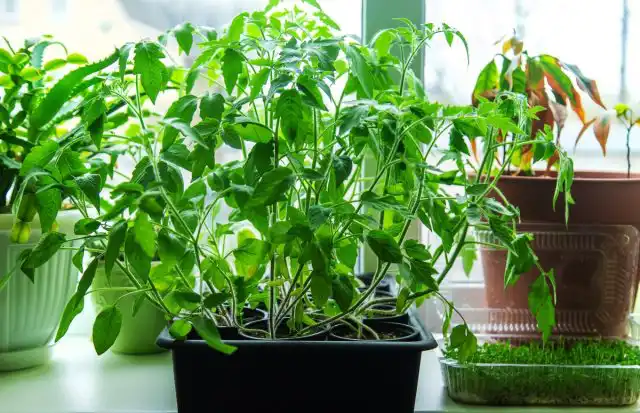 Вытягивание рассады томатов