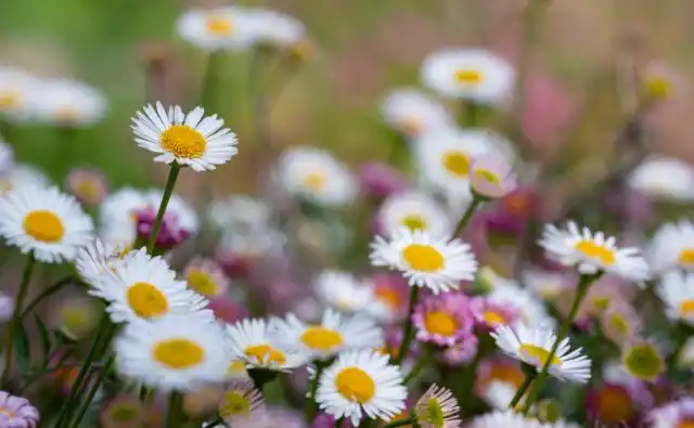 Мелколепестник, или Эригерон (Erigeron)