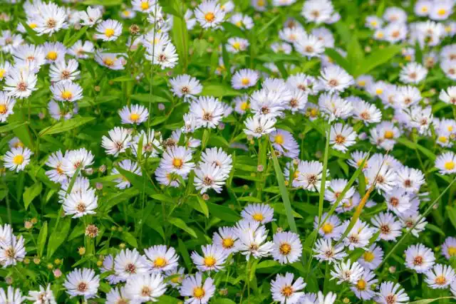 Мелколепестник однолетний (Erigeron annuus)