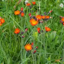 Мелколепестник оранжевый (Erigeron aurantiacus)
