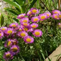 Мелколепистник сизый (Erigeron glaucus)