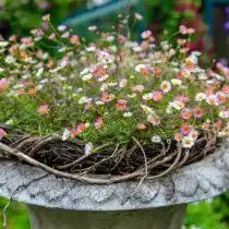 Мелколепестник Карвинского (Erigeron karvinskianus)