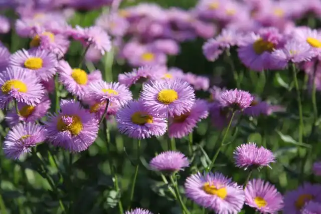 Мелколепестник красивый (Erigeron speciosus)
