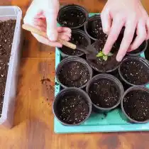 Аккуратно пересадите сеянцы эустомы