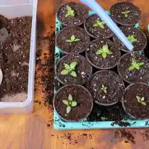 Пролейте почву водой, добавив корнестимулятор